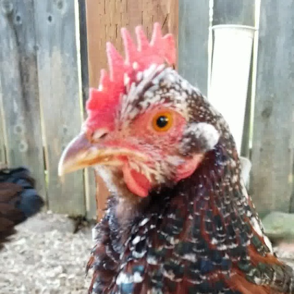 Meet your Posher, Kristi - Picture 6 of 17